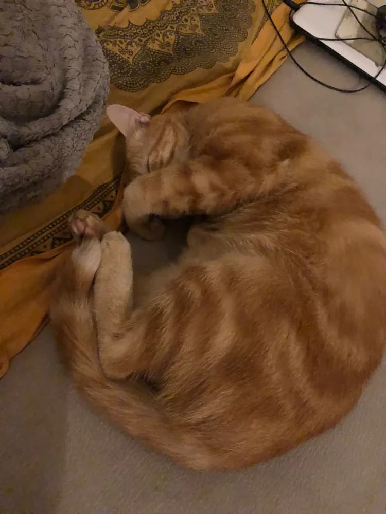 Profil de Hadriel, 34 ans, Plan cul à Schelten (Berne)