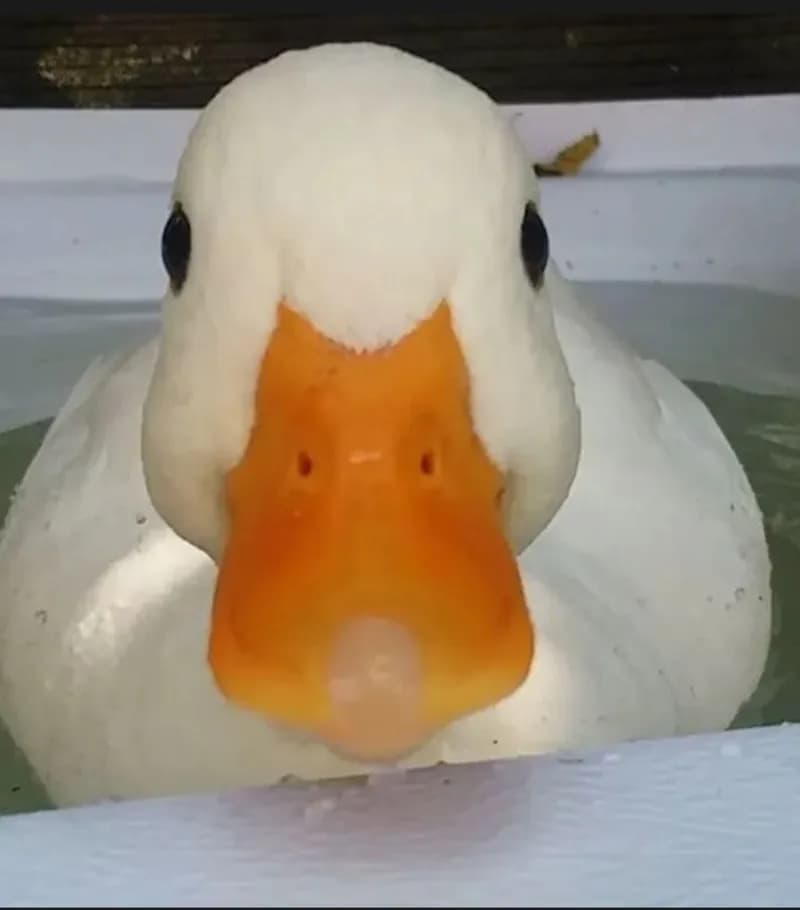 Profil de Nolann, 23 ans, Plan cul à La Vernaz (Les Agettes) (Valais)