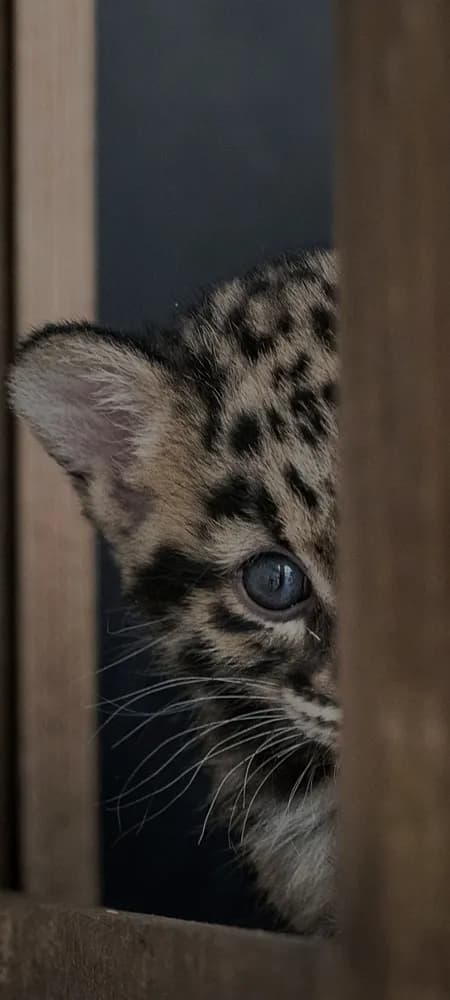 Taha - Plan cul à Oleyres Profil de Taha, 34 ans, Plan cul à Oleyres (Vaud)